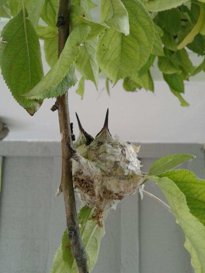 Baby birds